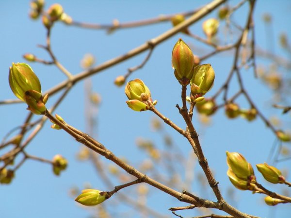 Липа распускаются почки