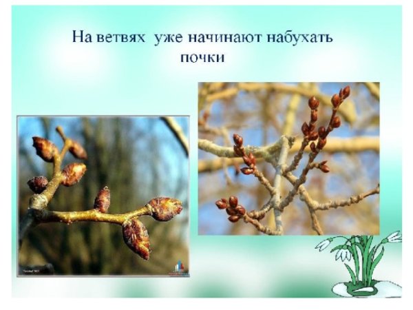 Почки на ветвях