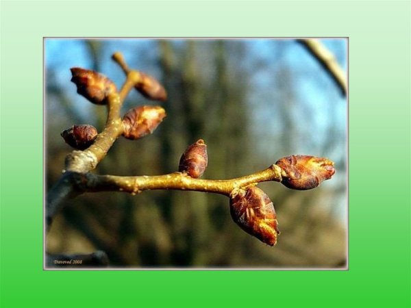 Надулись на деревьях пахучие Клейкие почки.