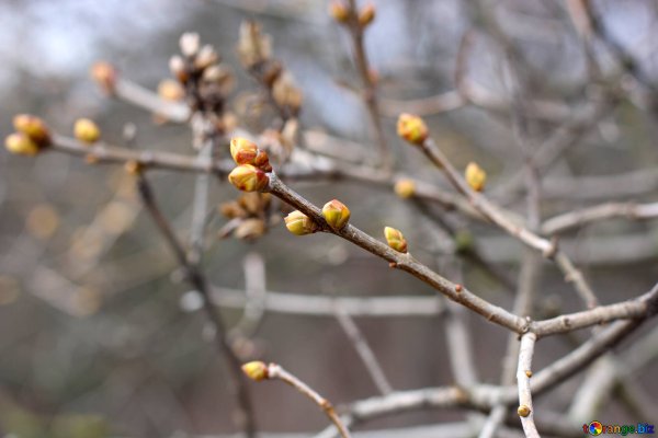 Набухают почки на деревьях
