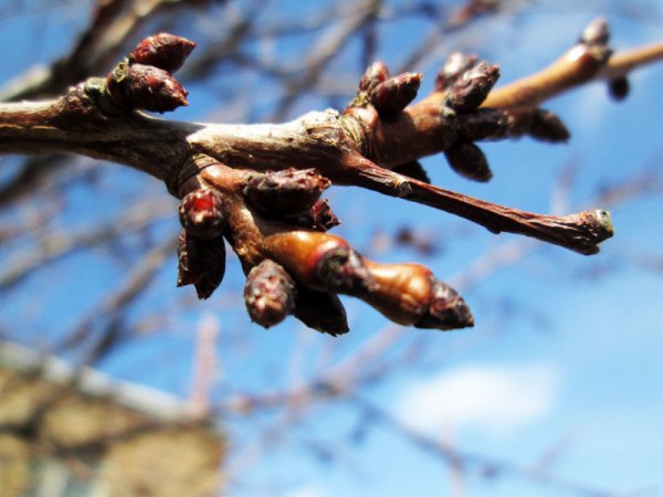 Распускание почек весной