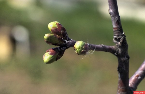 Набухают почки на деревьях