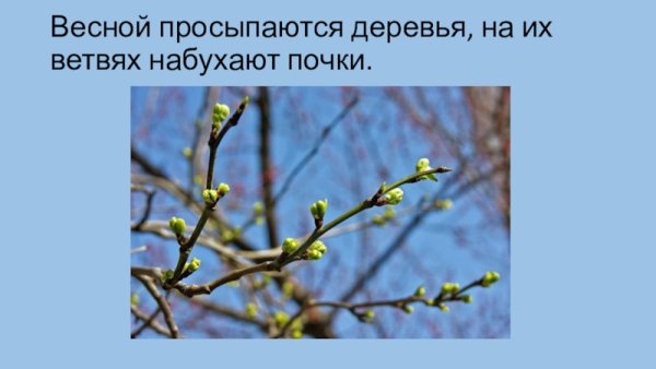 Весной набухают почки