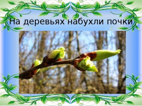 Как набухают почки на деревьях