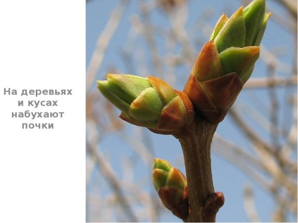 Тополь набухание почек