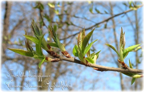 На деревьях появляются почки