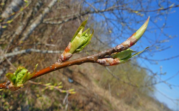 Распускающиеся почки ольхи