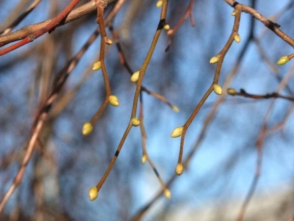 Ветка с почками