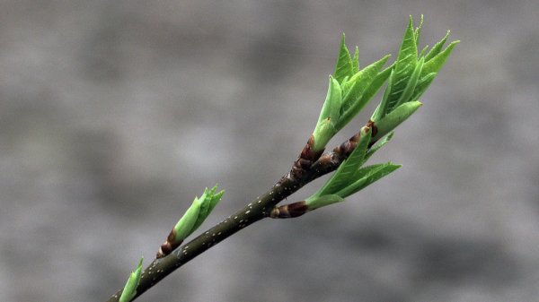 Почки на деревьях весной