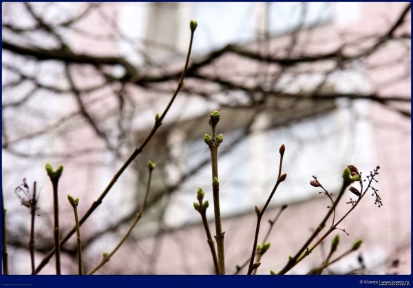 Почки на деревьях ранней весной