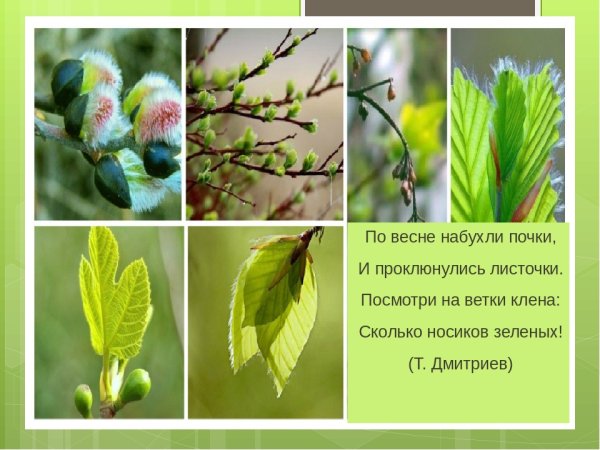 Почки и листочки