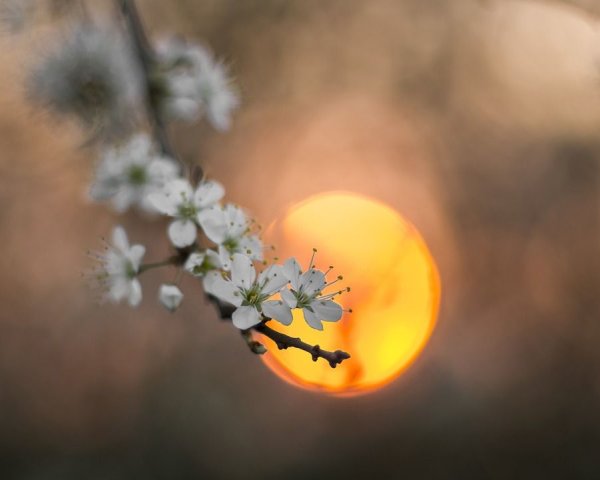 Фон природа птицы