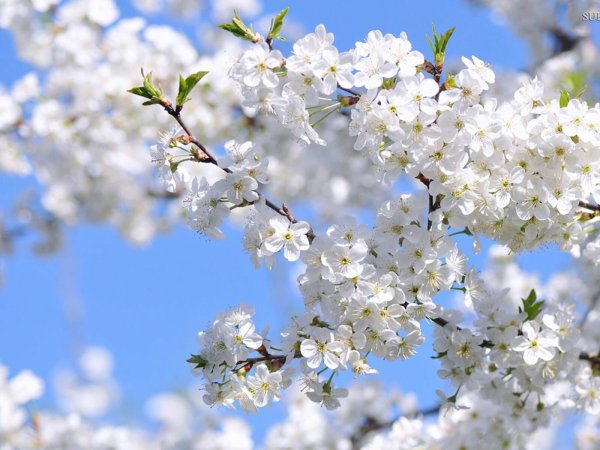 Май природа