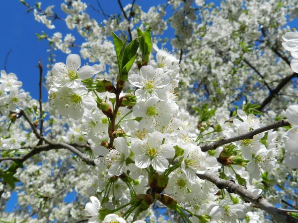 Сирень обыкновенная Syringa vulgaris Professor Hoser