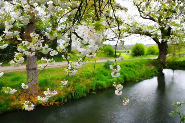 Цветущий Яблоневый сад весной