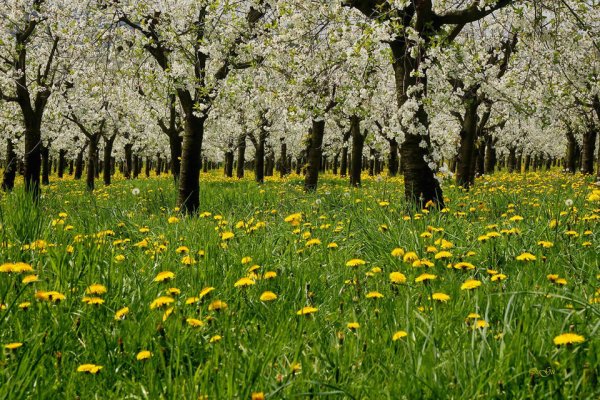 Весна цветет