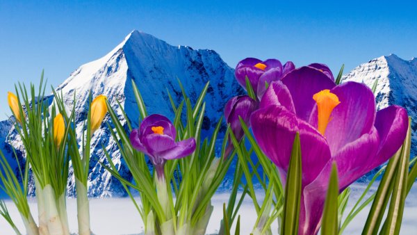 Крокус горный цветок