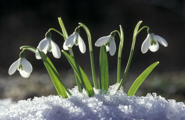 Весеннее солнце