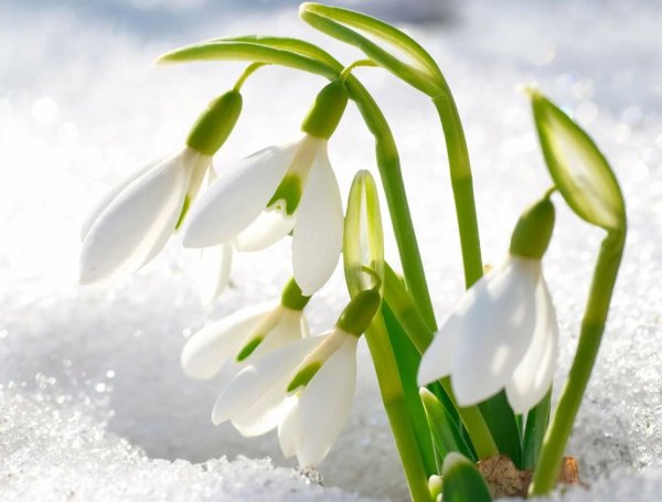 С наступлением весны