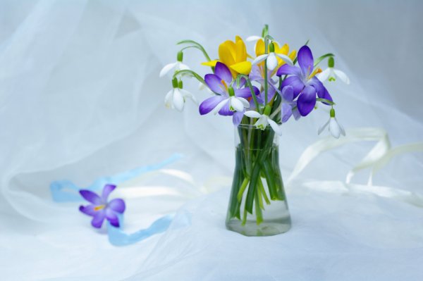 Весенние цветы подснежники