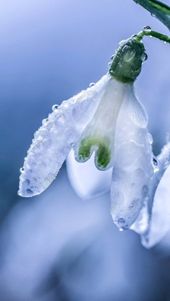 Мартовские цветы