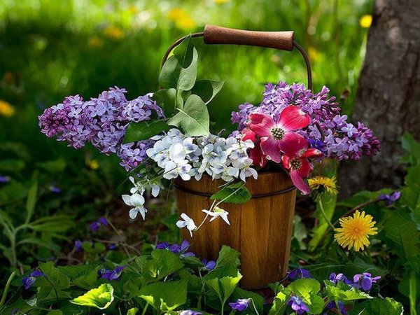 Майские цветы в саду