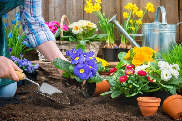 Цветы в огороде