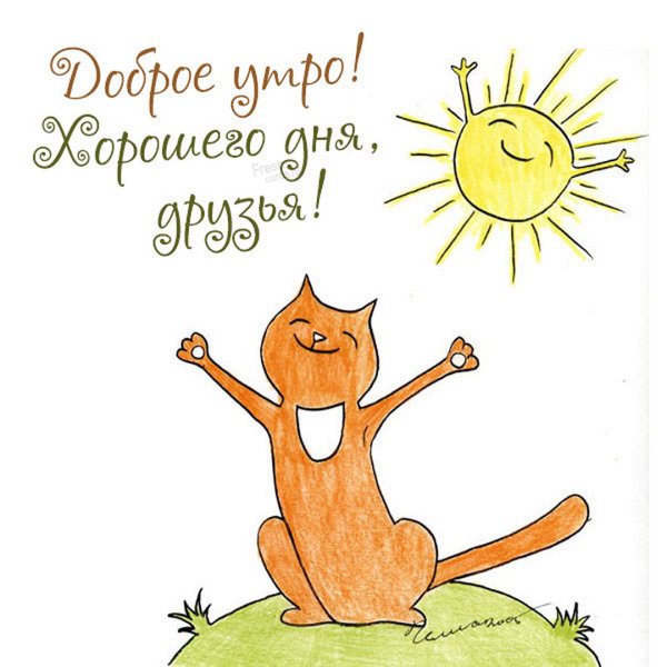 Котик на солнышке