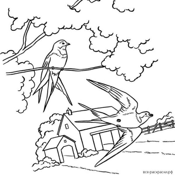 Раскраска Весна птицы прилетели