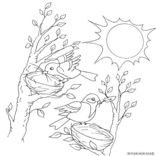 Птичка раскраска