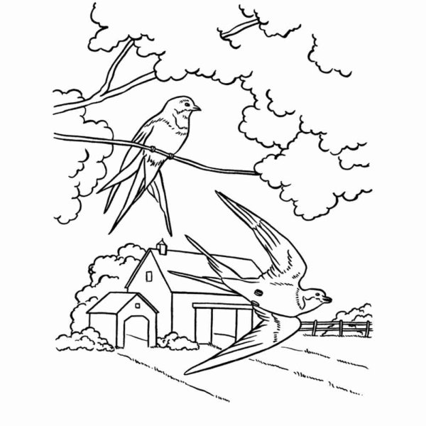 Скворец раскраска