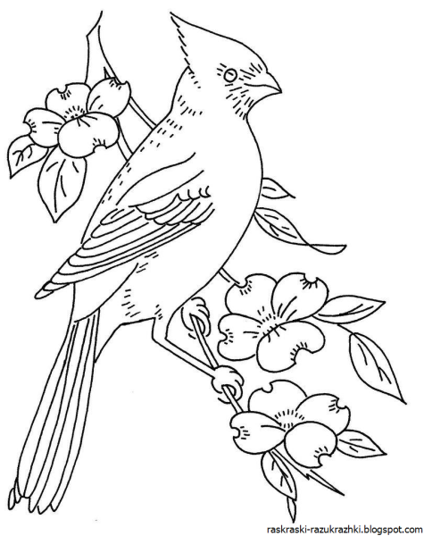 Раскраска антистресс птицы и цветы распечатать