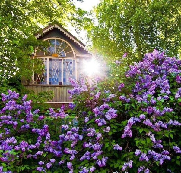 Сирень в саду