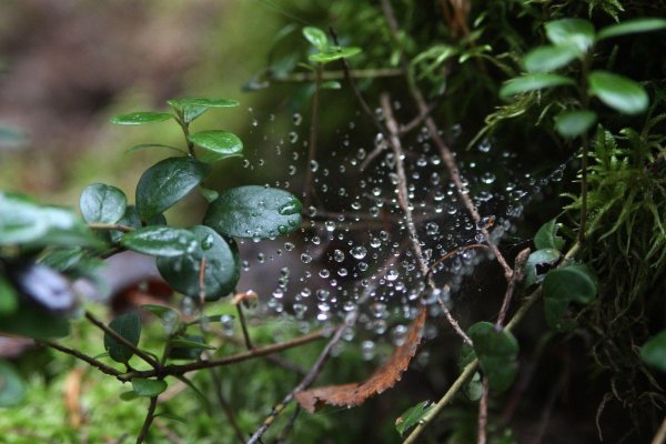 Дождь весной фото