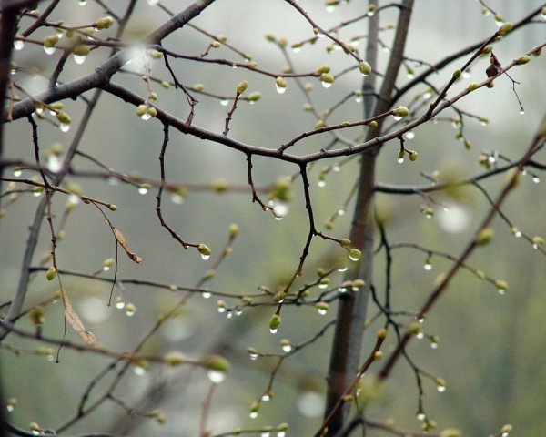 Весна дождь