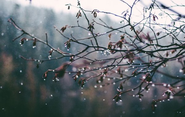 Цветы колокольчики под дождем