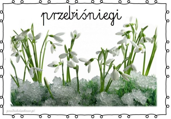 Подснежники на прозрачном фоне