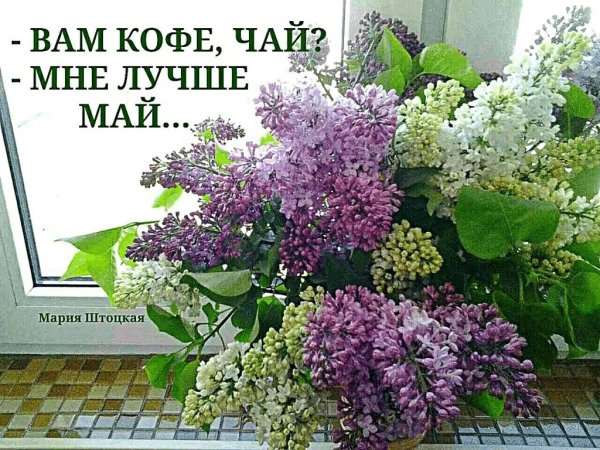 День сирени