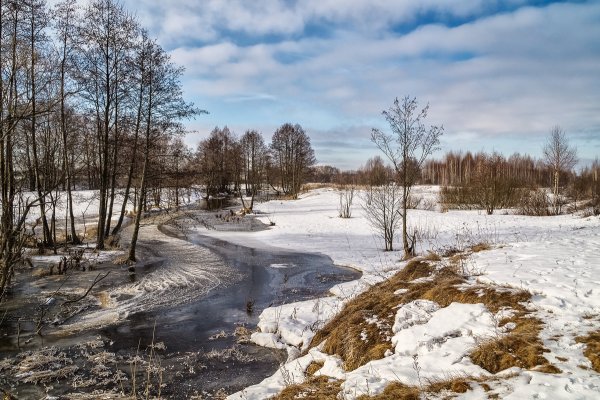 Верба ранней весной