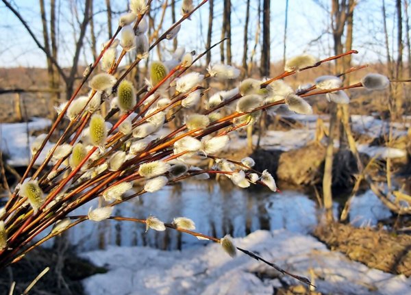 Месяц апрель природа