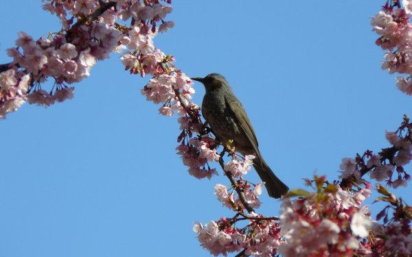 Природа оживает весной