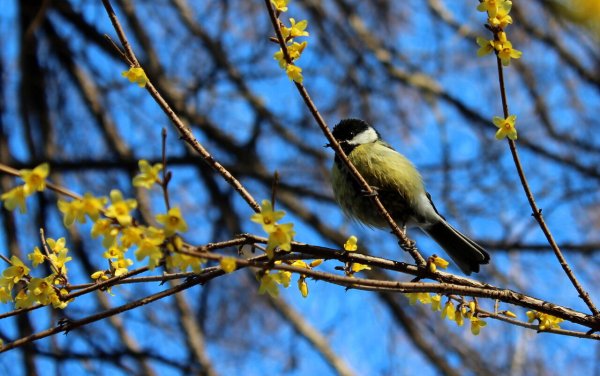 Апрельские птицы