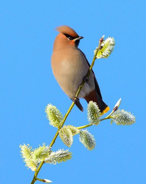 Весенние птички