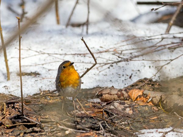 Птицы ранней весной