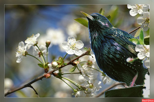 Весенняя Запевка скворца