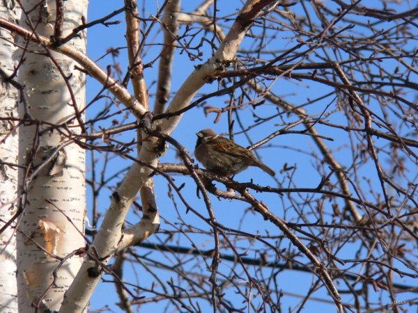 Весна презентация
