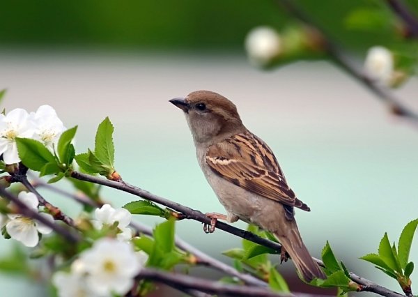 Maryse de May акварель