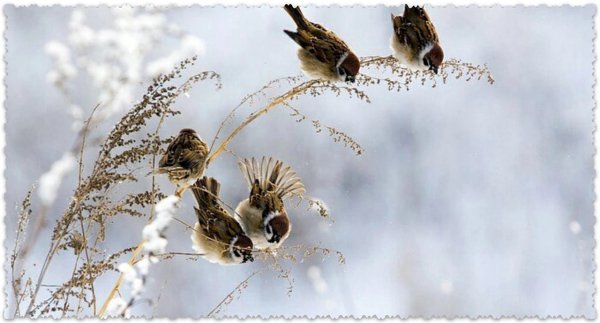 Весна солнце прилетели птицы