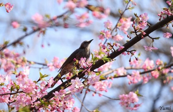 Весна птицы