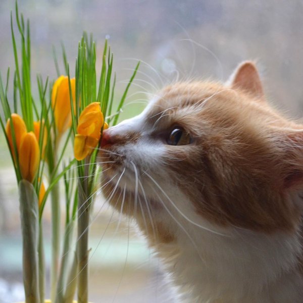 Запахло весной